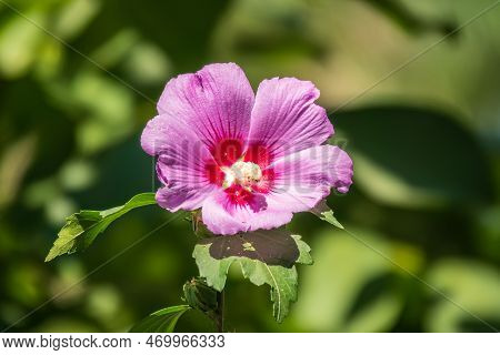 Pink Flowers Of Hibiscus Moscheutos Plant Close-up. Hibiscus Moscheutos, Swamp Hibiscus, Rose Mallow