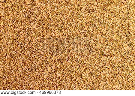 Seeds Mix For The Birds Feed Closeup