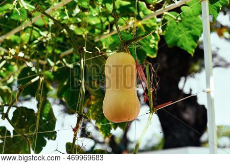 Butternut Squash, Butternut Pumpkin Or Gramma Growing In Vietnam