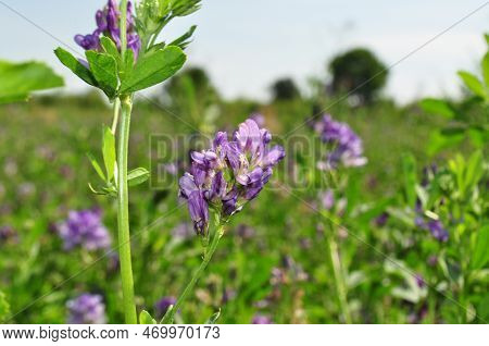 Alfalfa Flowers For Growing Seeds, Alfalfa In A Field With Flowers, Background
