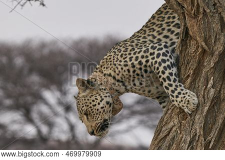 Leopard (panthera Pardus) Stalking Prey In Okonjima Nature Reserve, Namibia