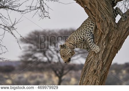 Leopard (panthera Pardus) Stalking Prey In Okonjima Nature Reserve, Namibia