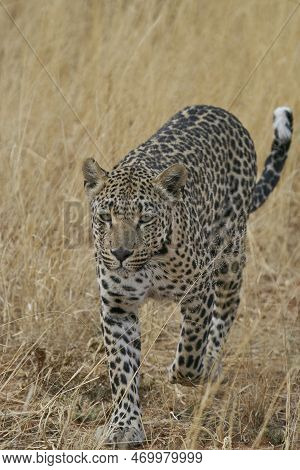 Leopard (panthera Pardus) Stalking Prey In Okonjima Nature Reserve, Namibia