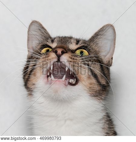 Portrait Of A Beautiful Gray Tabby Cat With Beautiful Bright Green Eyes, Open Mouth And White Chest.