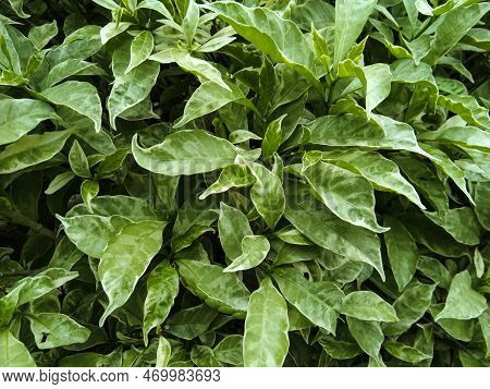 ornamental plant rombusa varigata - white rombusa tree - rombusa varigata