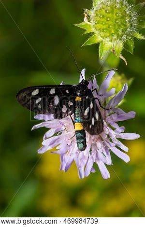 Nine-spotted Moth Or Yellow Belted Burnet, Amata Phegea, Formerly Syntomis Phegea, Macro In Weed, Se