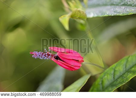Close Up Of A Red Hibiscus Flower In The Garden. A Pavonia Multiflora.