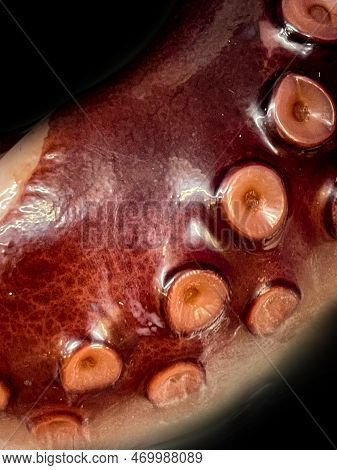 Close-up Of A Section Of An Octopus Arm.