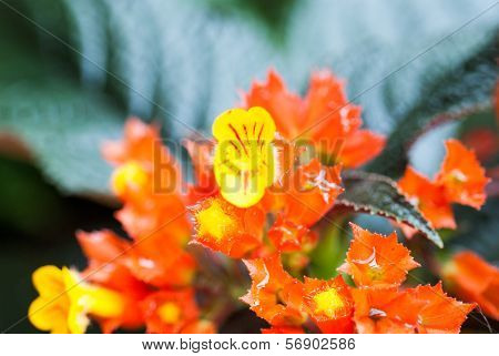 Red Episcia