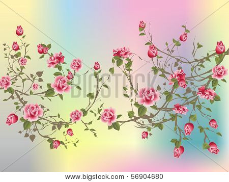Shrub rose