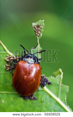 Red Cercopidae  Coccinellidae Anatis Ocellata Coleoptera