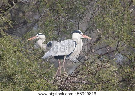 GREY HERON