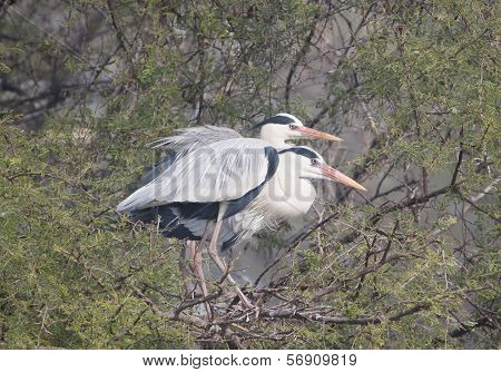 Heron