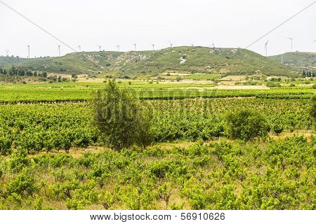Landscape Near Carcassonne