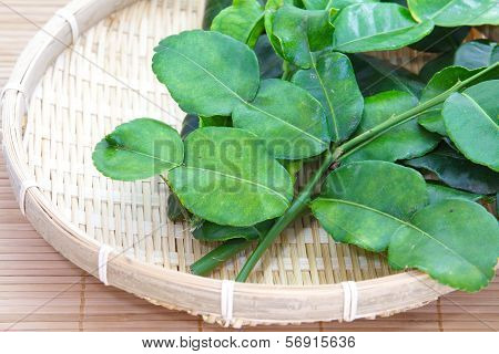 Kaffir lime leaves