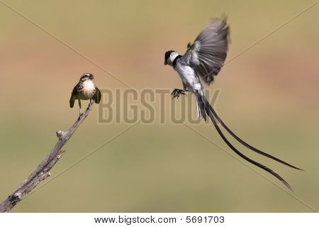 Whydah perno coda