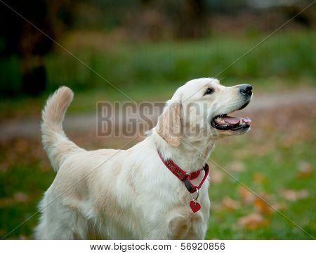 Golden Retriever