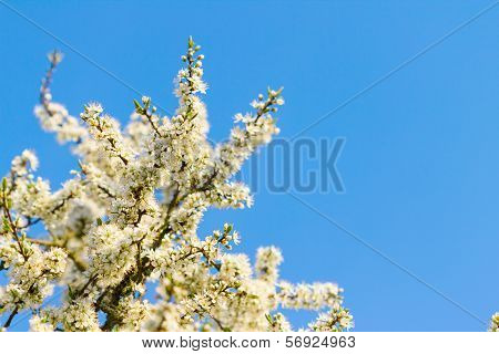 blossom tree
