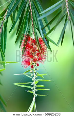 Red bottle-brush tree (Callistemon) flower