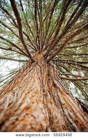 Sequoia Treefrom Below