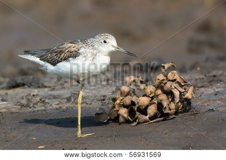 Common Greenshank (tringa Nebularia)
