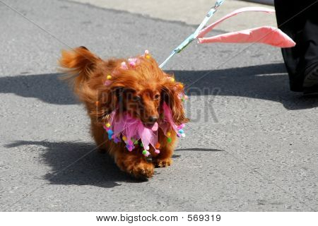 Vestito da cane