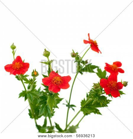 Globe-flower
