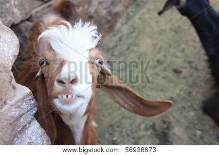 City goat