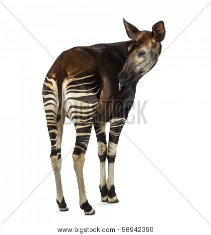 Rear view of an Okapi licking, Okapia johnstoni, isolated on white