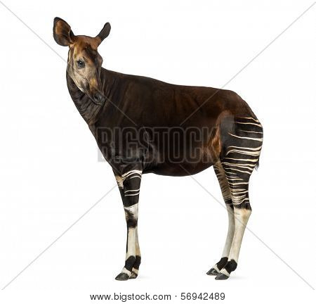 Side view of an Okapi standing, looking back, Okapia johnstoni, isolated on white