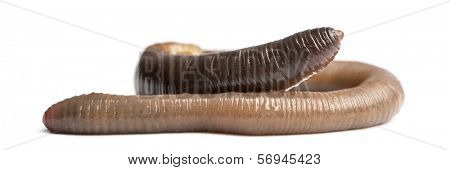 Common earthworm, Lumbricus terrestris, isolated on white