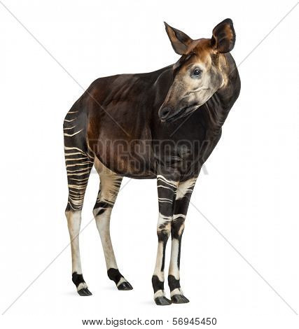 Okapi standing, looking away, Okapia johnstoni, isolated on white