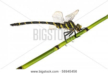 Side view of a Cordulegaster bidentata landed on a plant, isolated on white