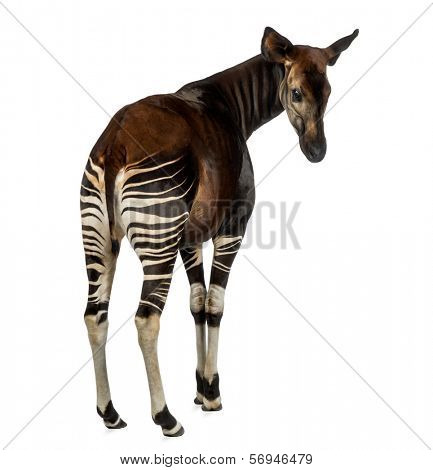 Rear view of an Okapi looking back, Okapia johnstoni, isolated on white