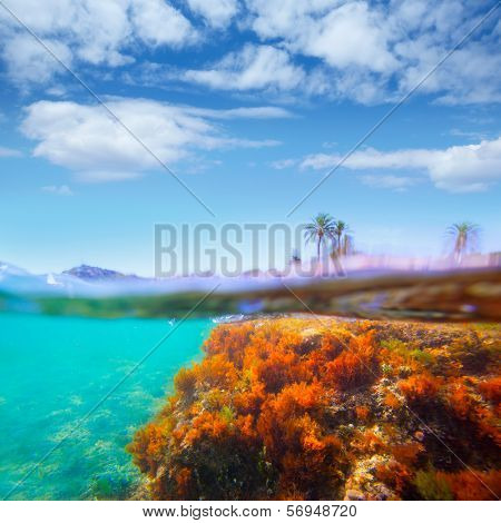 Mediterranean underwater seaweed in Denia Alicante spain