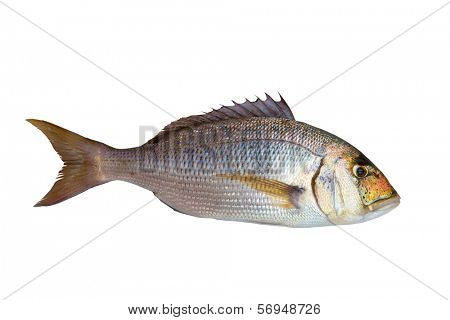 Dentex Dentex fish sparidae from Mediterranean sea isolated in white