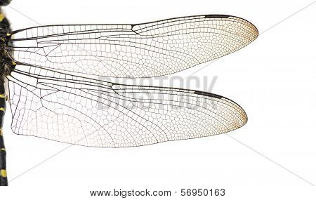 Macro of a Cordulegaster bidentata's wings, isolated on white
