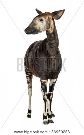Okapi standing, Okapia johnstoni, isolated on white