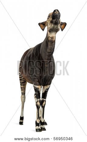 Okapi standing, looking up, Okapia johnstoni, isolated on white