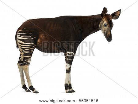 Side view of an Okapi standing, Okapia johnstoni, isolated on white