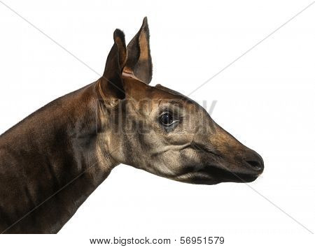 Close-up of an Okapi profile, Okapia johnstoni, isolated on white
