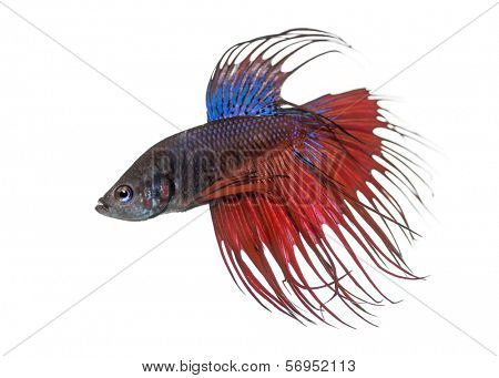 Side view of a Siamese fighting fish, Betta splendens, isolated on white