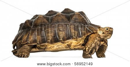 Side view of an African Spurred Tortoise standing, Geochelone sulcata, isolated on white