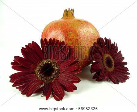 gerbera with pomegranate