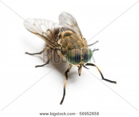 Horsefly viewed from up high, Tabanus, isolated on white