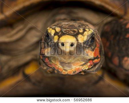 Close-up of a Red-footed tortoise facing, Chelonoidis carbonaria