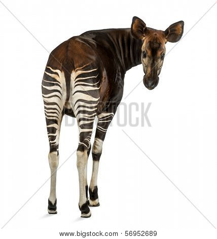 Rear view of an Okapi, looking back at the camera, Okapia johnstoni, isolated on white