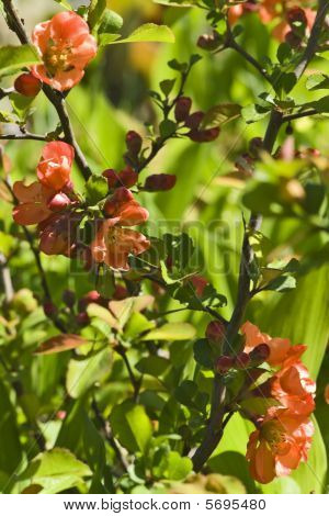 Red Queen-apple Tree fiori verticale