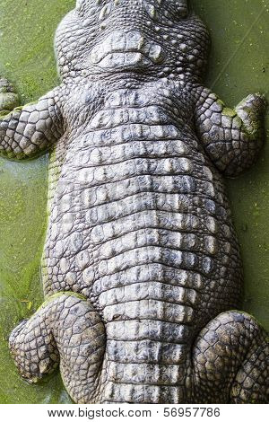 Crocodile skin