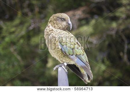 Kea, New Zealand Bird